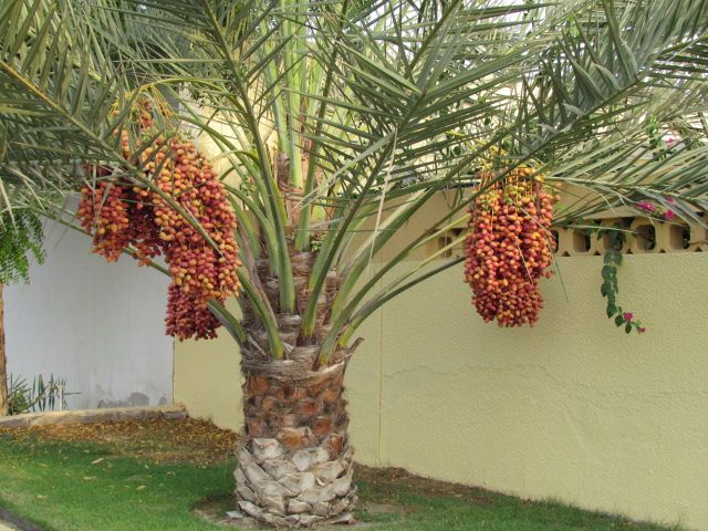 date-palm